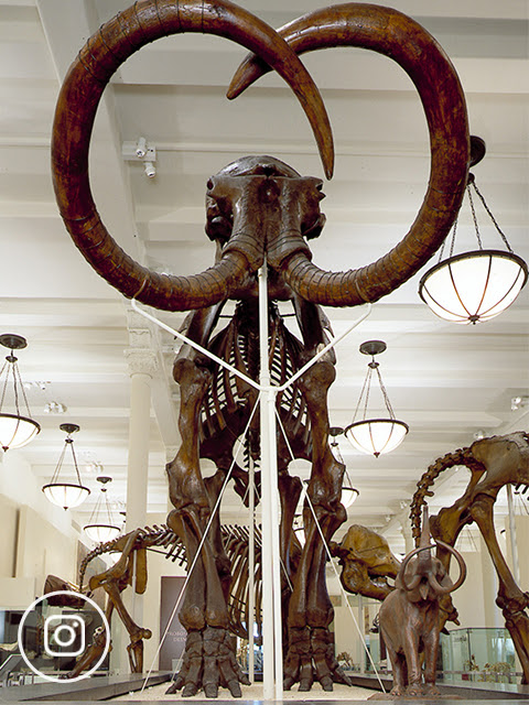 View of a mammoth skeleton’s tusks in the Hall of Advanced Mammals.
