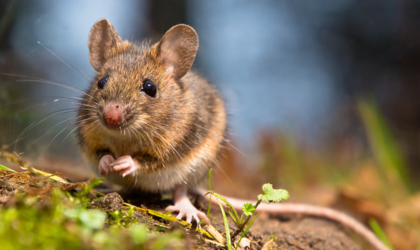 Brown mouse in wild