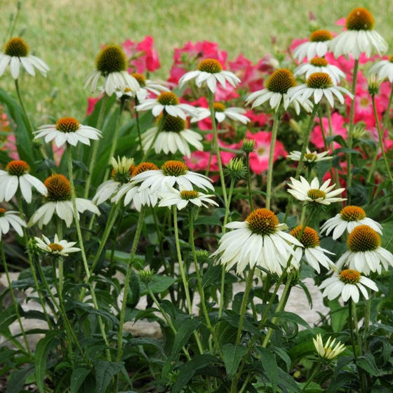 Horticultural Art Society of Colorado Springs | Cultivating beautiful ...