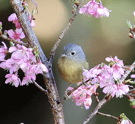 Bird-pecking-flowers