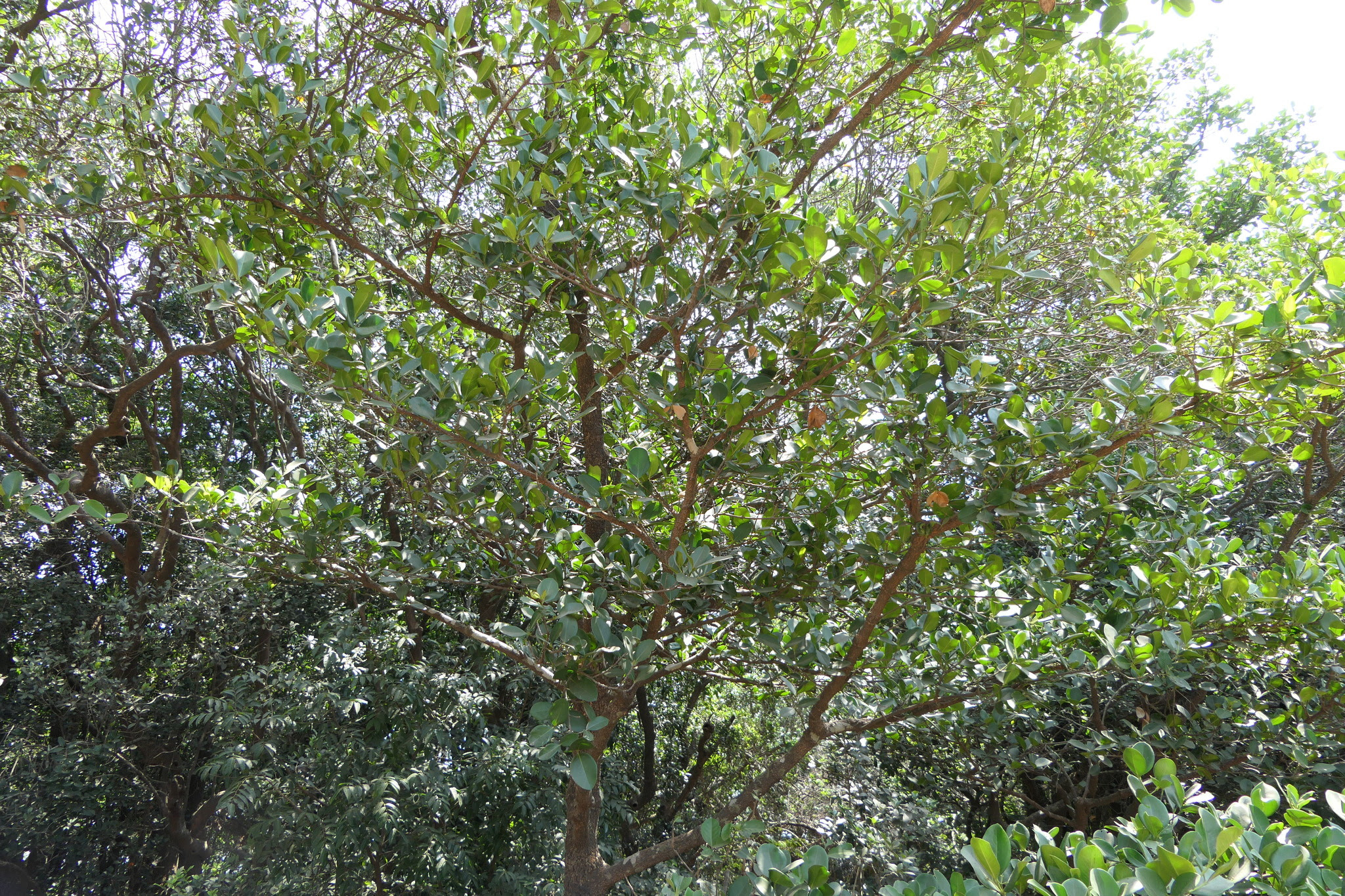 Carallia brachiata (Lour.) Merr.