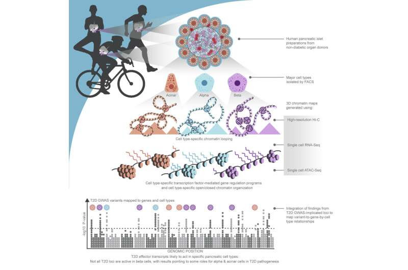 Researchers identify multiple causal genes that drive type 2 diabetes risk