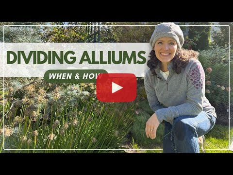 Dividing Alliums: When & How - Video