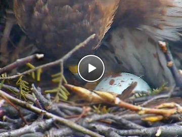 Big Red checks on her first egg