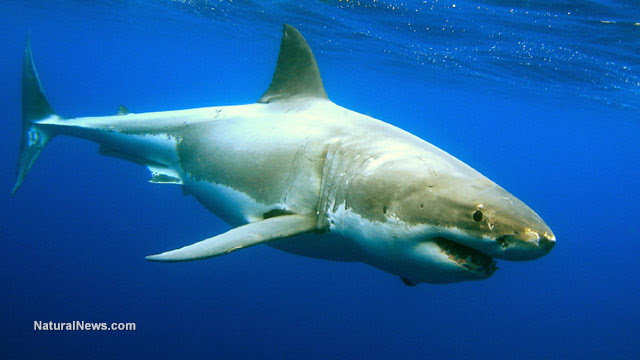 Mass Die-Off in the Pacific, Hundreds of Sharks Wash Up on the Shores of San Francisco +Videos