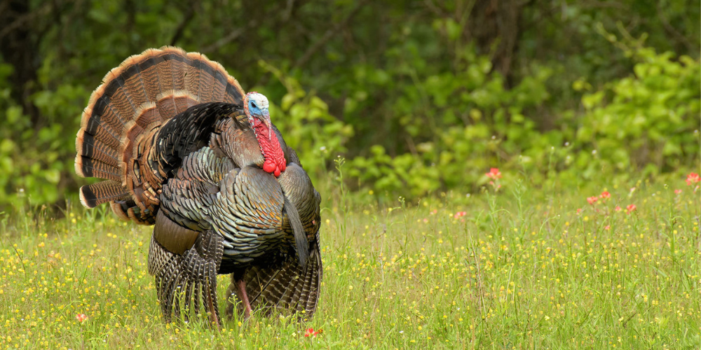 Tom Turkey in Texas wildflowers