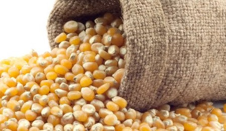 Milho será utilizado para alimentação animal
