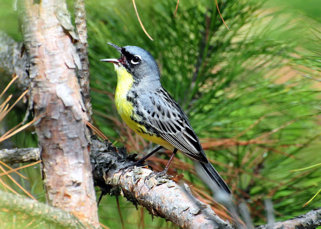 A singing male Kirtland's warbler