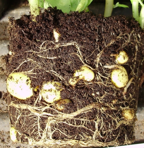 Potato 'Lady Christl' pot-grown for new potatoes at Christmas