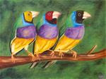 Gouldian Finches - Posted on Wednesday, January 14, 2015 by Heather Orlando