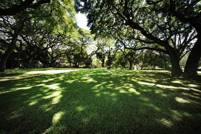 Moanalua Gardens hula mound. Towering trees at Moanalua Gardens shroud the hula mound where the annual Prince Lot festival occured. The hula festival has since been moved to Iolani Palace grounds.