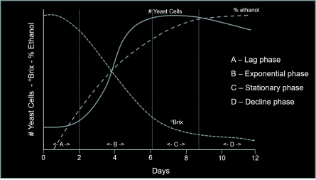 yeast growth curve