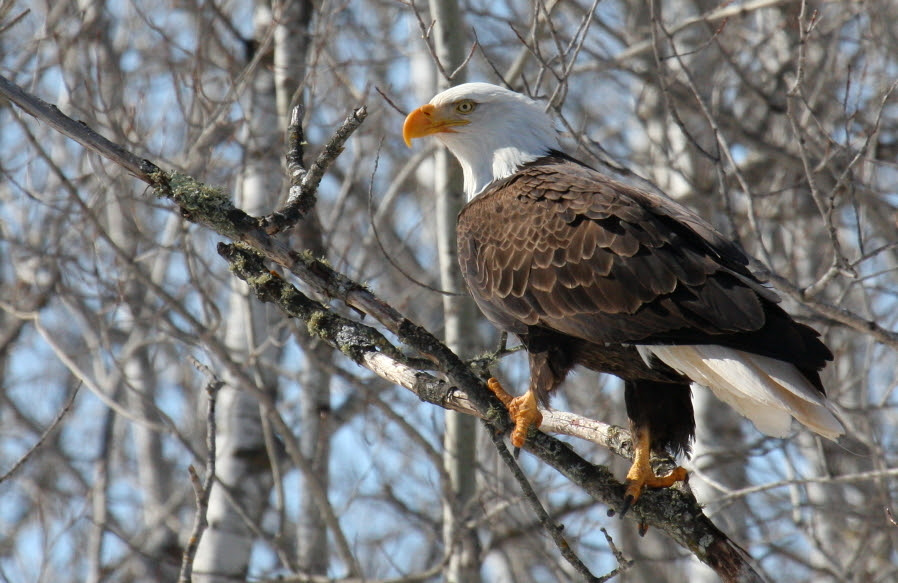 Bald eagle soaring in Wisconsin