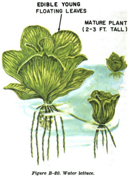 water lettuce illustration edible plants