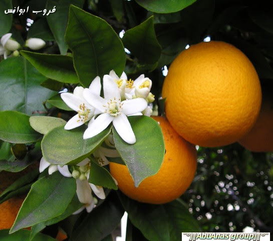 مزارع اليوسفي والبرتقال في المغرب