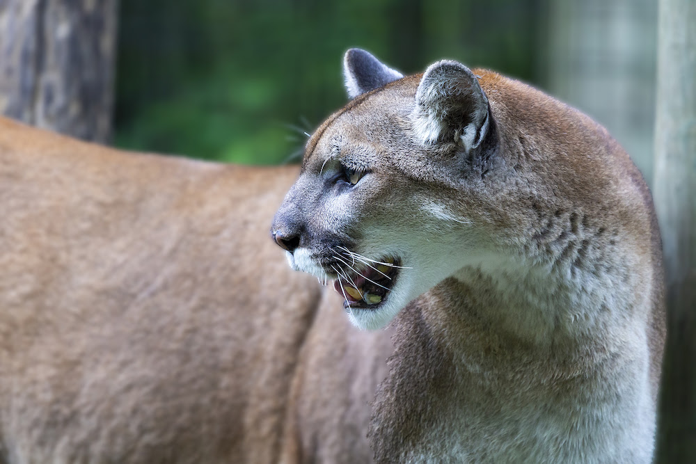 What do a mountain lion, panther, and puma all have in common? - The Wolf  Center