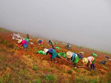 Agricultores viven una colorida cosecha de papas en Áncash