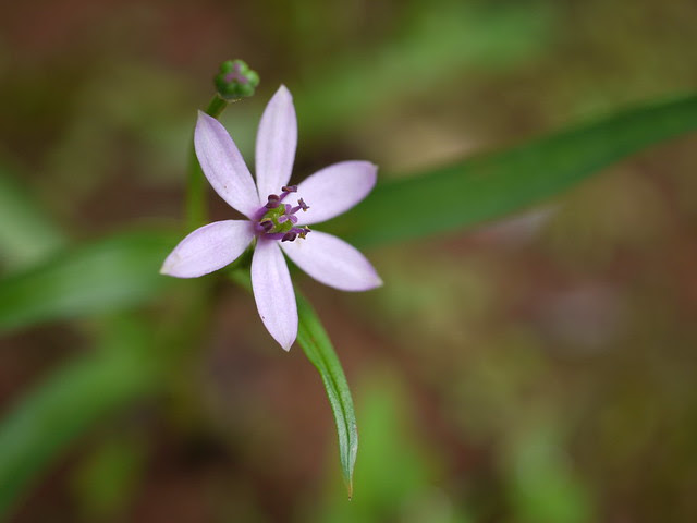 Iphigenia stellata Blatt.