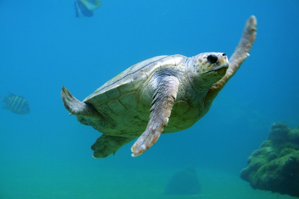 La imagen tiene un atributo ALT vacío; su nombre de archivo es turtle-691040_1920-1024x683.jpg