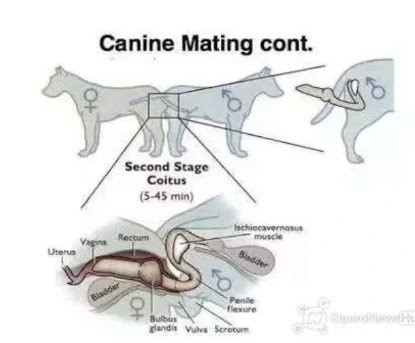 Why Dogs Get Stacked During Mating The Maravi Post