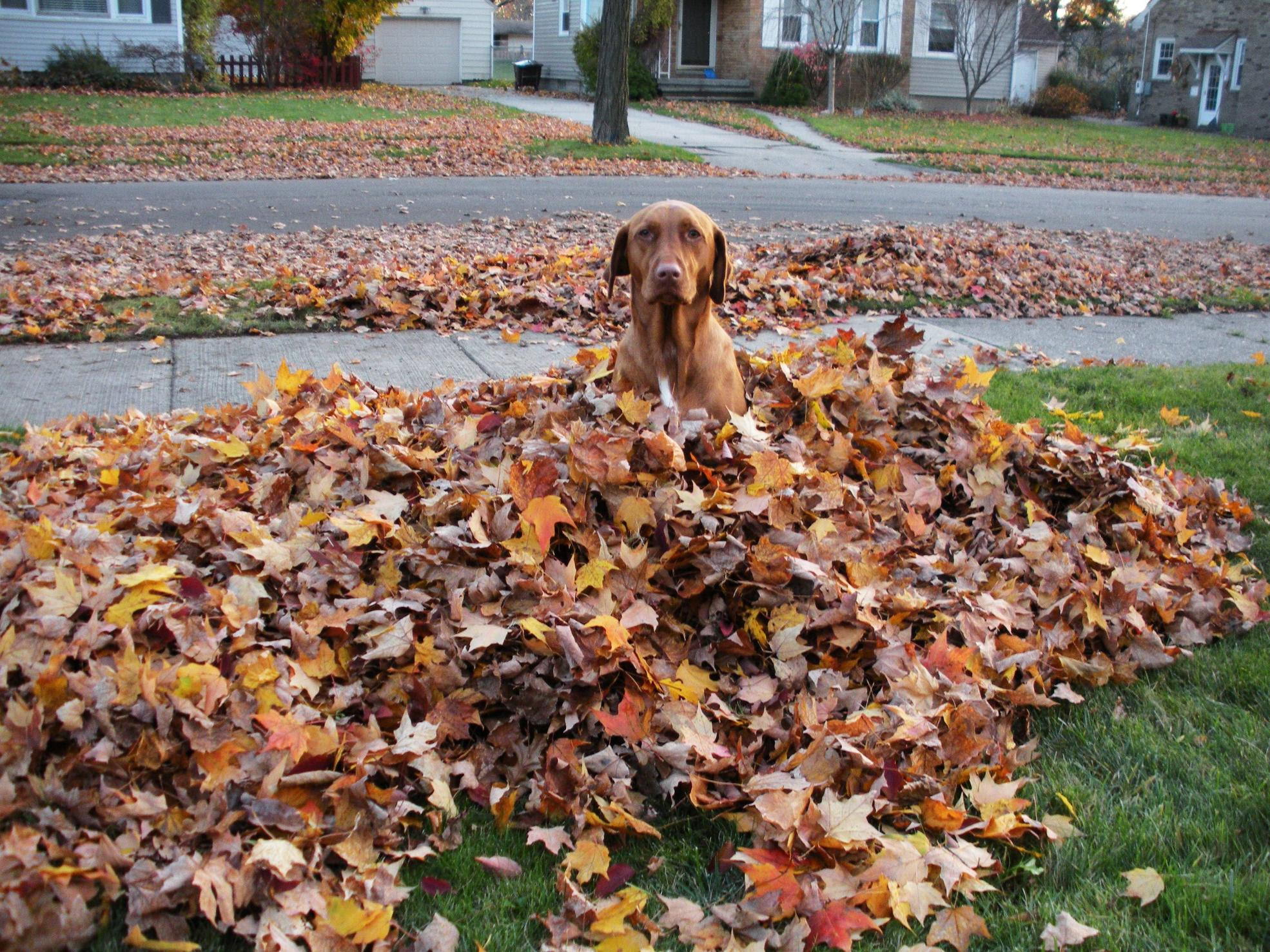 With the seasons changing, is there anything I should do to help my dog be comfortable TW5n5.130415