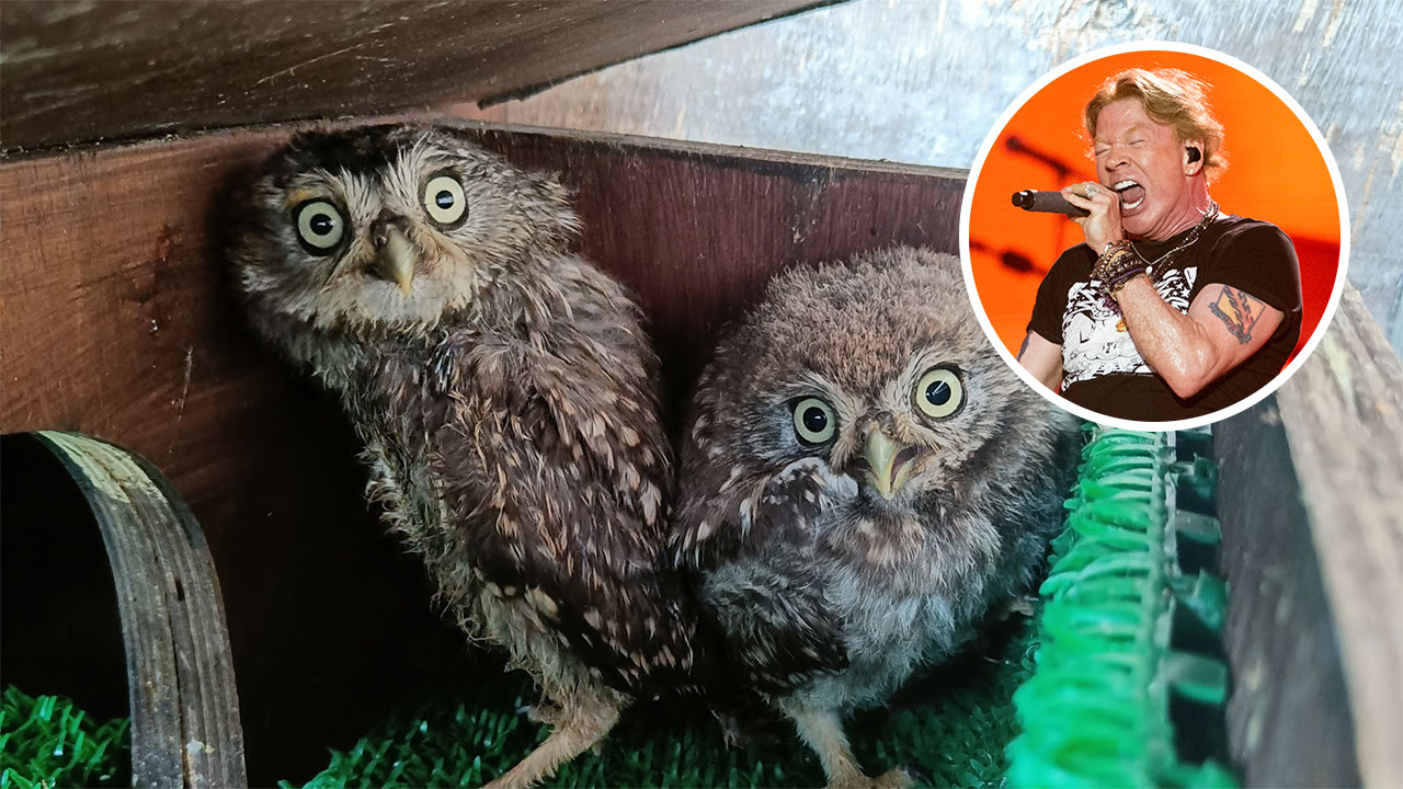 Two owl chicks rescued from beneath Glastonbury's Pyramid Stage after Guns N' Roses set have been named Axl and Slash