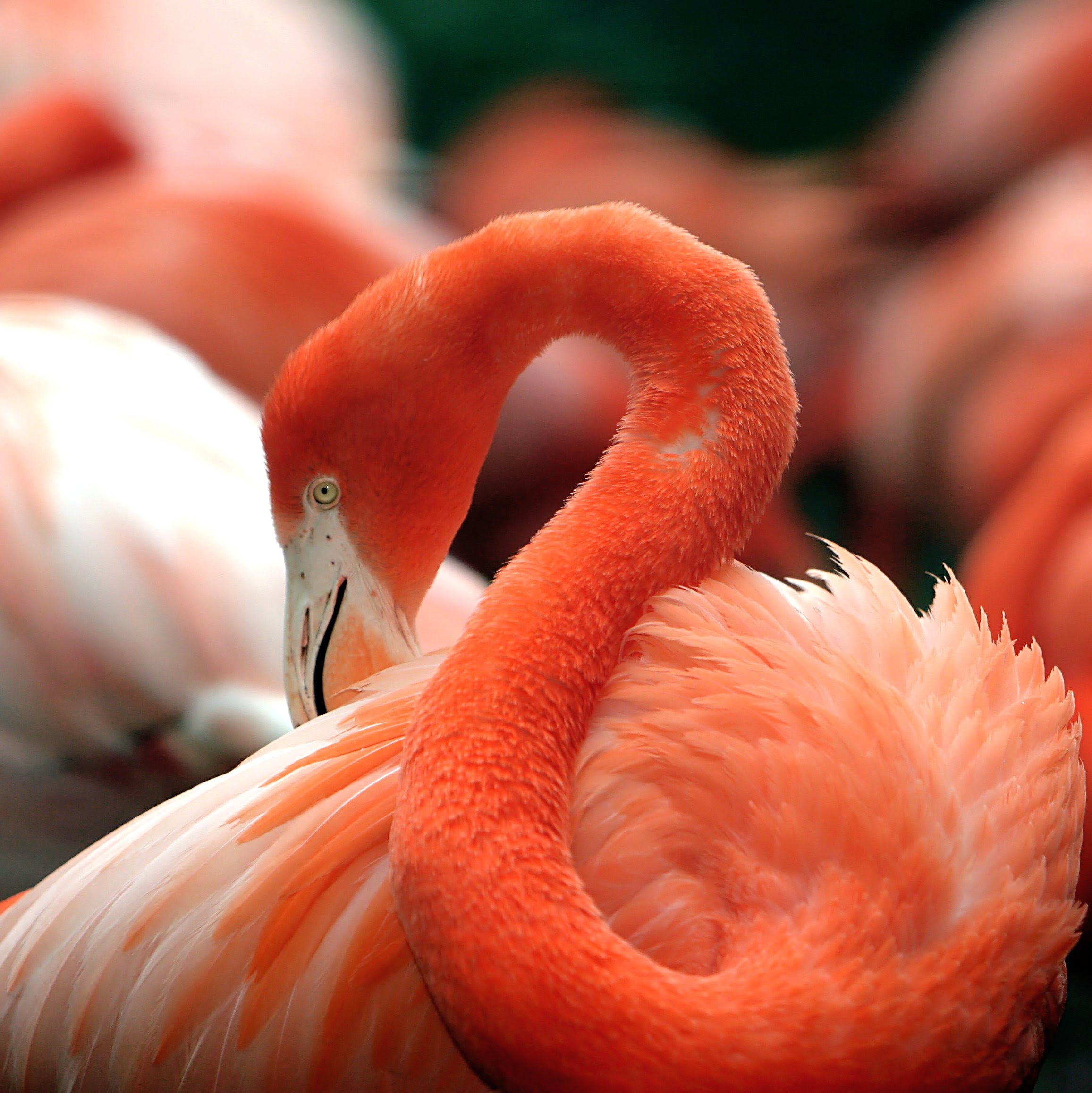 http://upload.wikimedia.org/wikipedia/commons/7/79/Flamingo_National_Zoo.jpg
