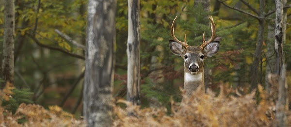 Just the antlers, head and neck of a mature white-tailed deer are visible among the brown, green forest