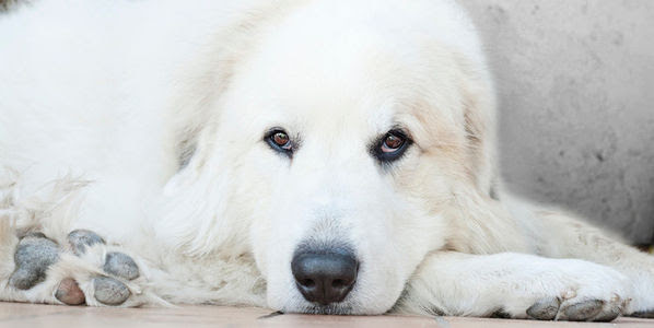 A Great Pyrenees dog lays on the floor with its head on its feet.