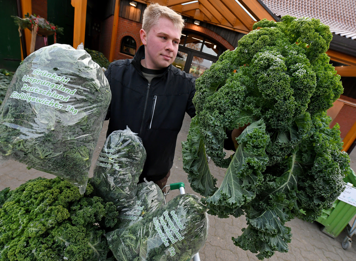 Freshly cut kale is exhibited for sale by Thore Buchholz
