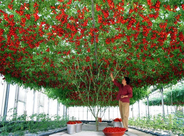 Mãn nhãn với những vườn cây cho ra trái trĩu trịt tưởng chỉ có trong mơ - Ảnh 22.