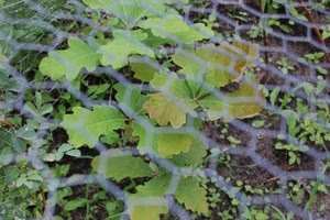 Oak Tree Seedlings Photo 2 Oak Tree Seedlings Photo 2