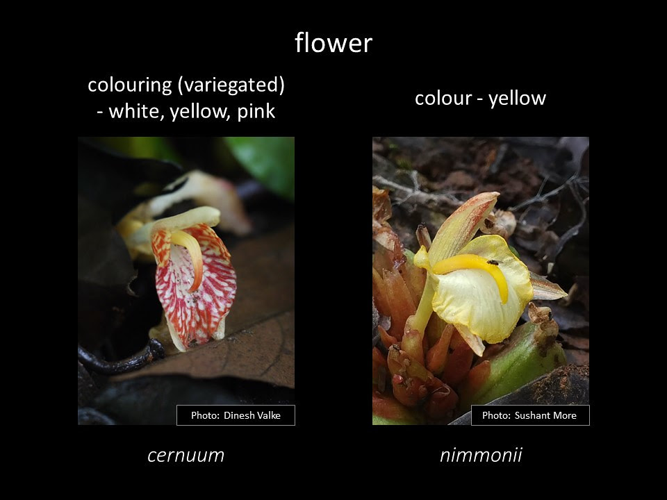 Slide5 flower of cernuum and nimmonii