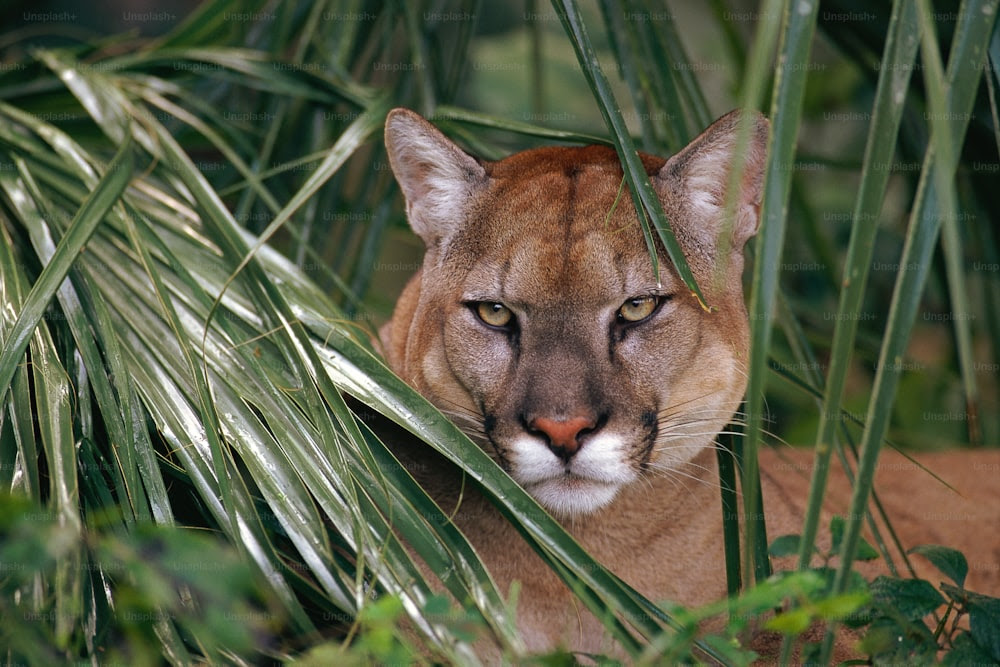 Gros plan d’un chat dans un arbre