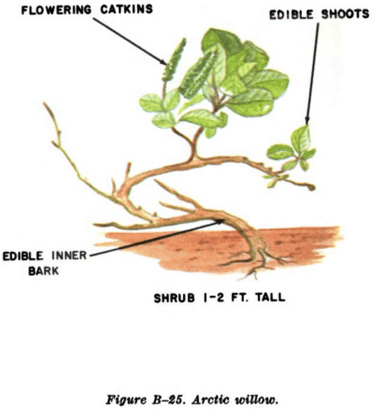 arctic willow illustration edible plants
