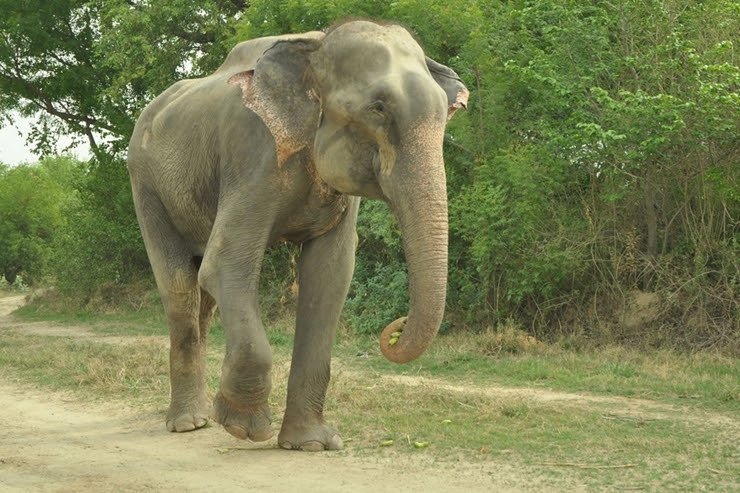  Chú voi tung tăng bước đi sau khi được thả tự do.