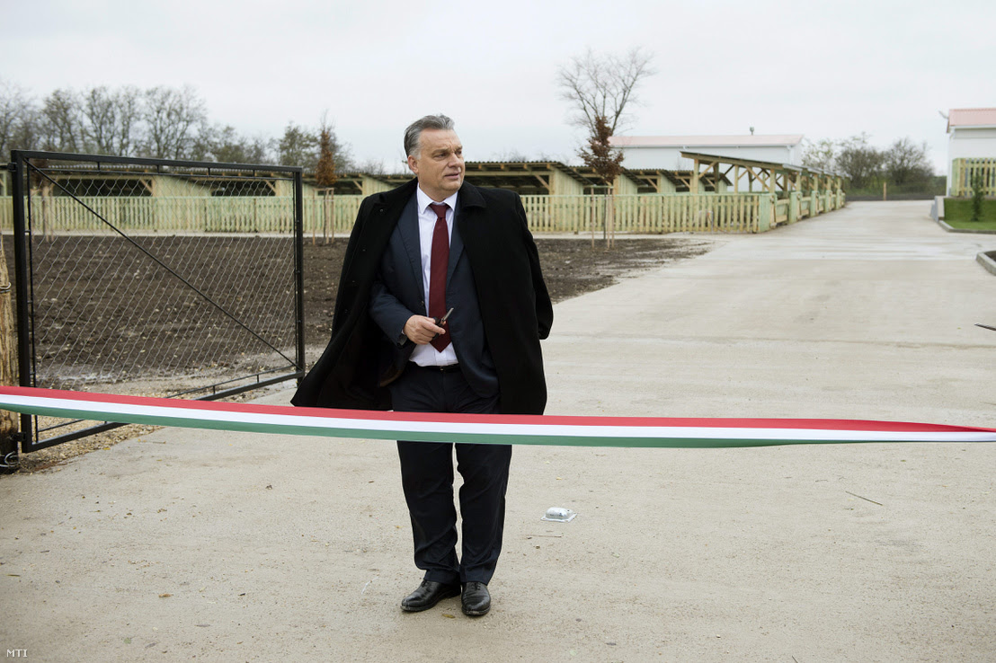 Orbán Viktor miniszterelnök a Búzakalász 66 Felcsút Kft. bányavölgyi mangalicatelepének avatásán a Fejér megyei Alcsútdobozon 2014. november 18-án.
