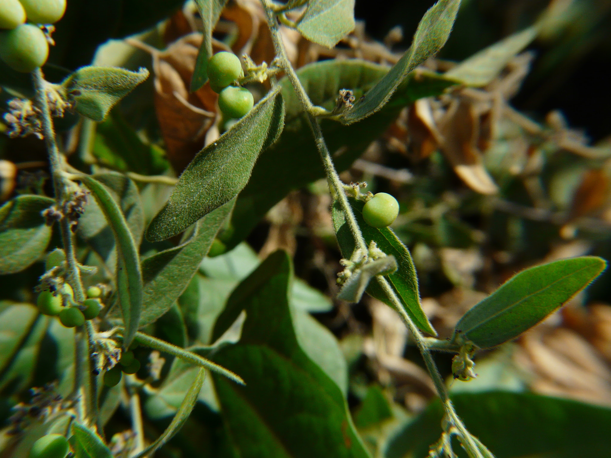 Cocculus hirsutus (L.) W.Theob.