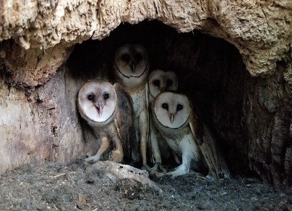 Four young barn owls in the first barn owl nest recorded in Wisconsin in more than 20 years.