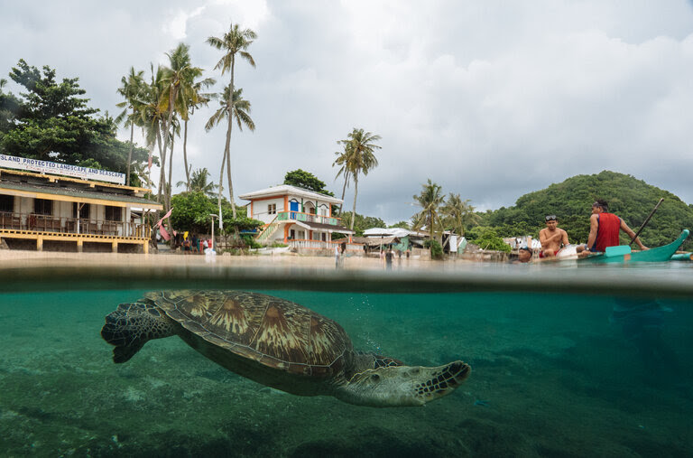 A green turtle swimming near the coast of Apo Island in the Philippines.