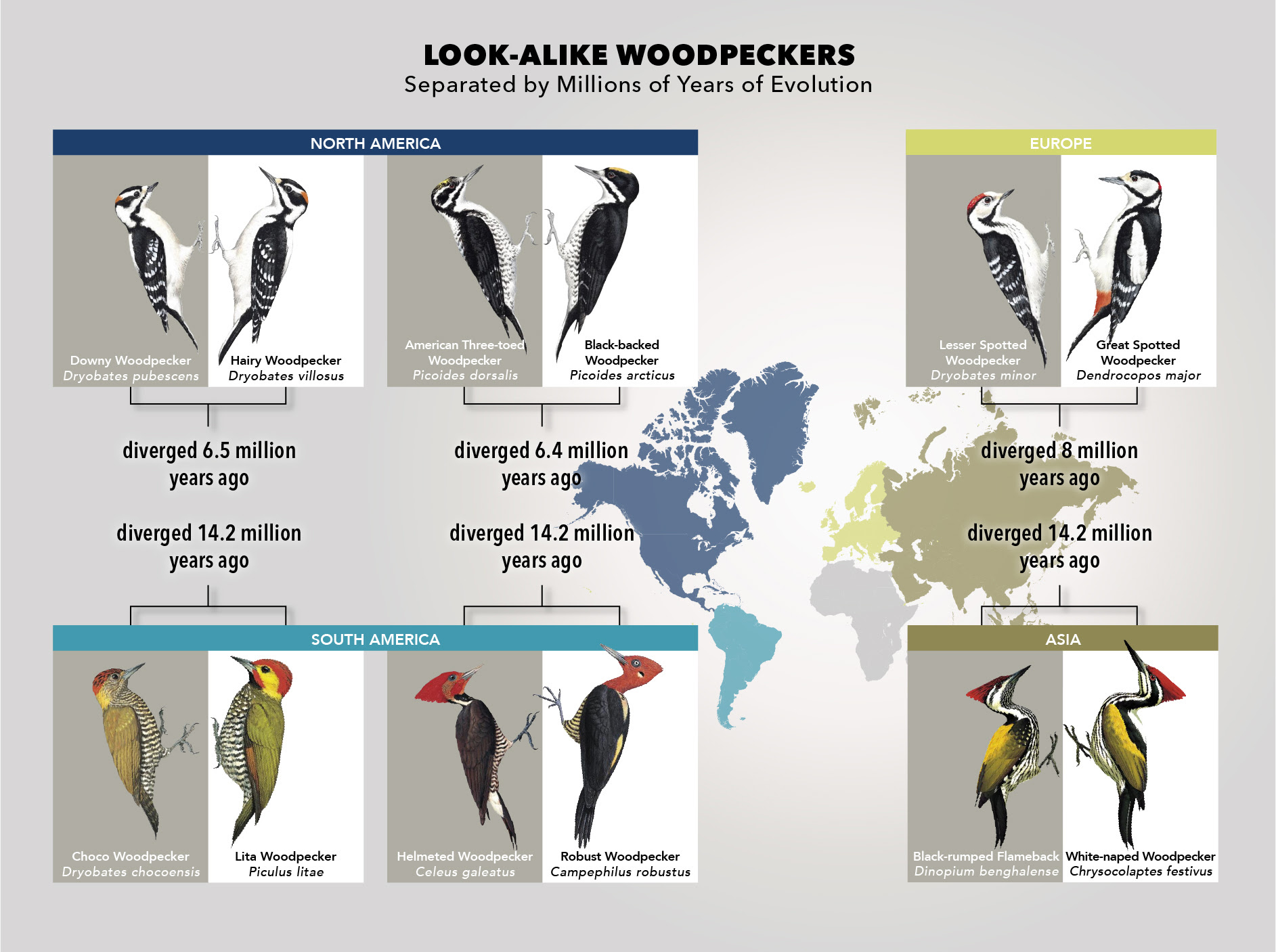examples of woodpecker plumage mimicry from around the world