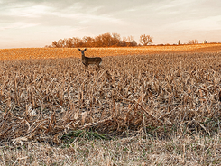 antlerless deer standing broadside in a corn field 