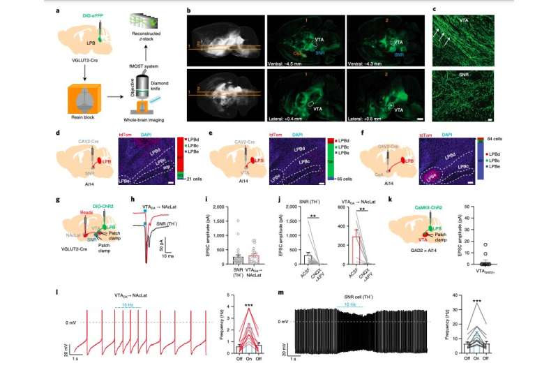 Study identifies a neural circuit involved in how pain modulates dopamine neurons