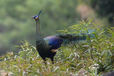 Green Peafowl (Photo by Li Shengchang) Green Peafowl (Photo by Li Shengchang)