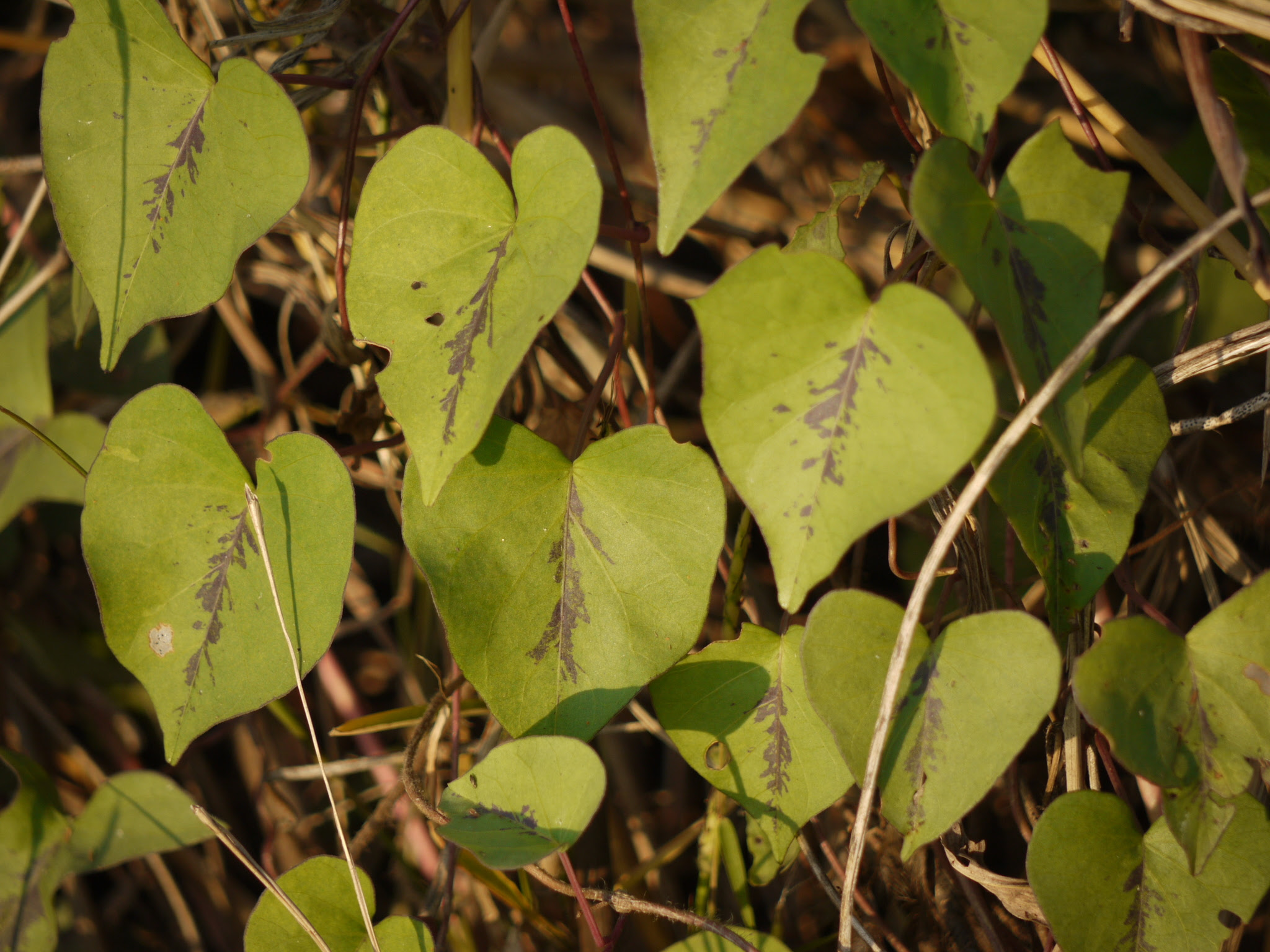 Ipomoea sagittifolia Burm.f.