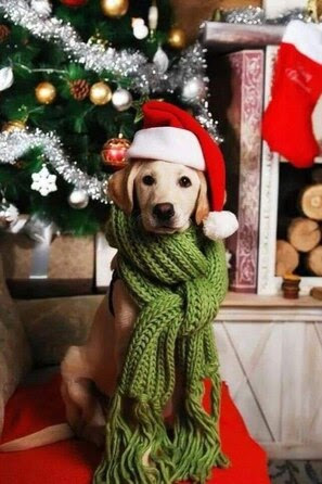 Christmas-Dog-Santa-Hat