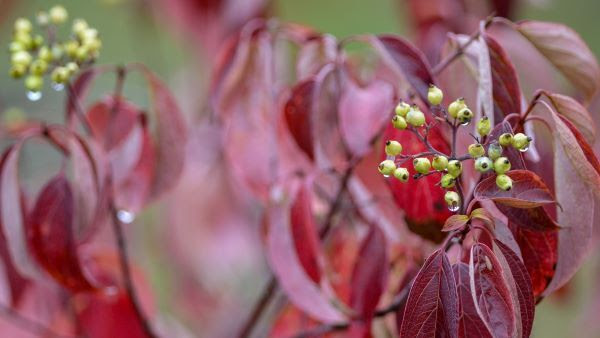 Closeup image showing red dogwood leaves
