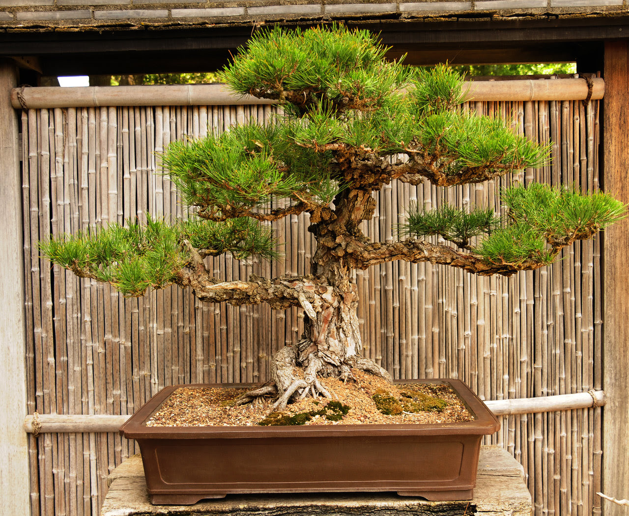 Image result for japan bonsai