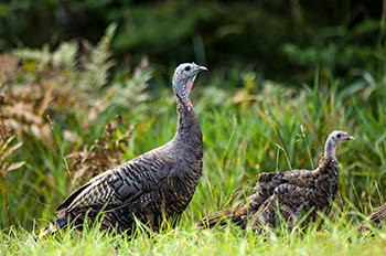 A pair of turkeys are shown in a green and grassy scene.