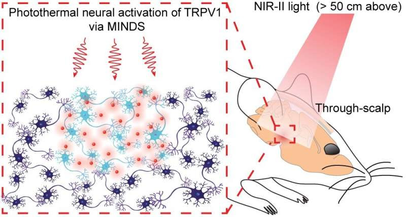 Researchers control brain circuits from a distance using infrared light